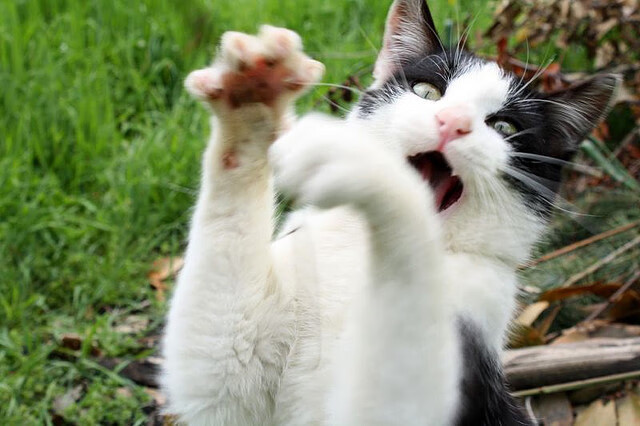 西决假想生死战,国王硬仗破活塞钢铁防线