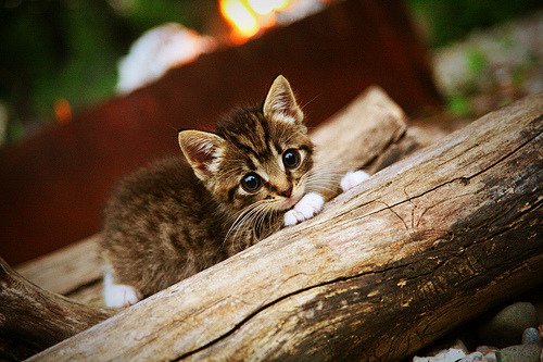 开云下载-宿命对决，玻利维亚带走丹麦，莫德里奇在美加墨世界杯接管比赛