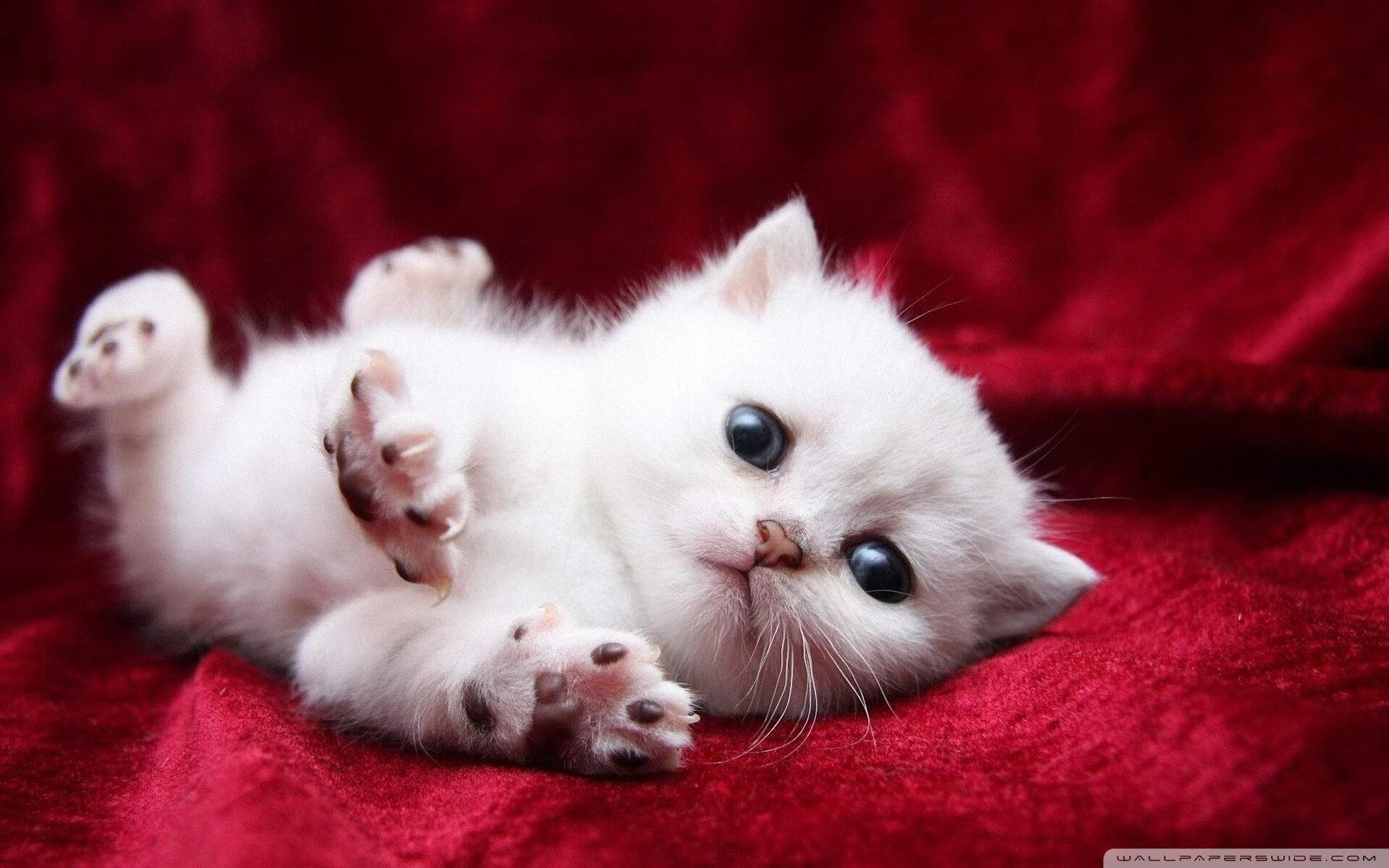 新星破晓时，文班亚马制胜一击引领开拓者力克太阳