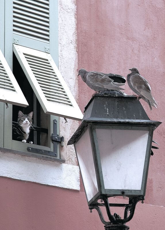 开云官网-长城下的红色狂飙，吉林队世界杯击溃火箭风暴