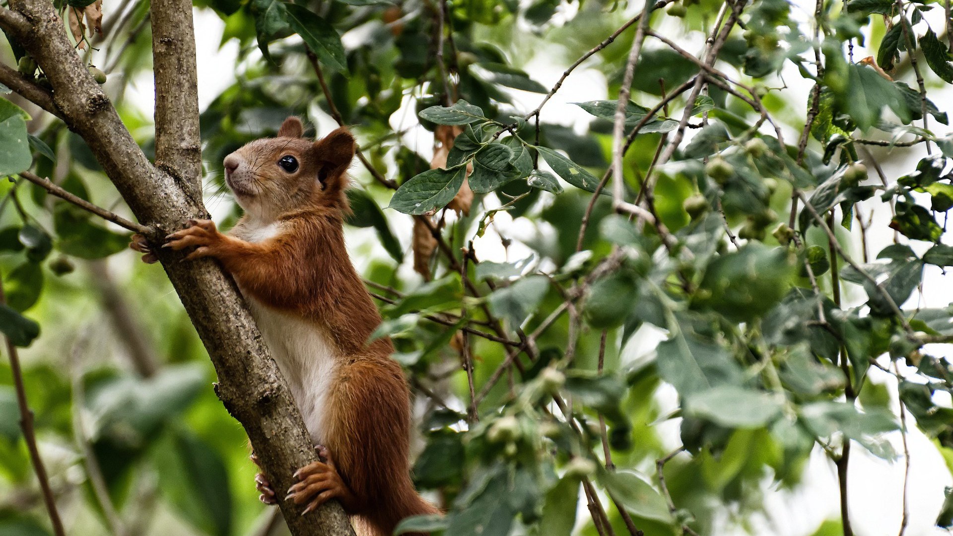 世界排名争夺战之夜，武切维奇领军告捷，书写篮球传奇
