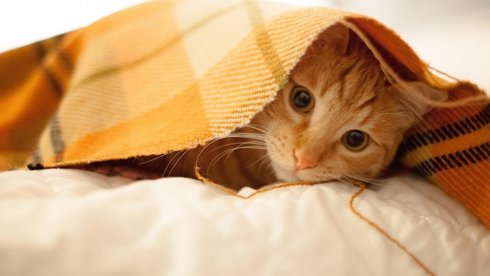 硝烟与绿茵，当乌克兰的意志穿过墨西哥的黄昏，京多安的齿轮在精密运转