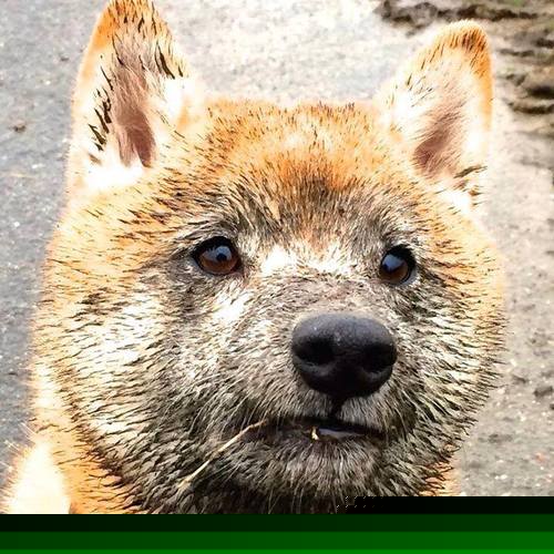 开云体育官方网站-南宋铁骑踏碎枫叶猛龙—2026世界杯杭州焦点战记