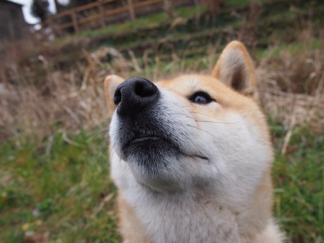 卢卡库一剑封喉，贝蒂斯战术风暴连续压制阿根廷